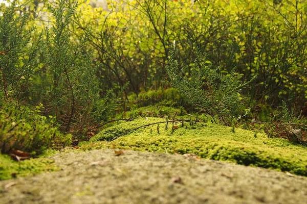 A lush forest in Ghana.